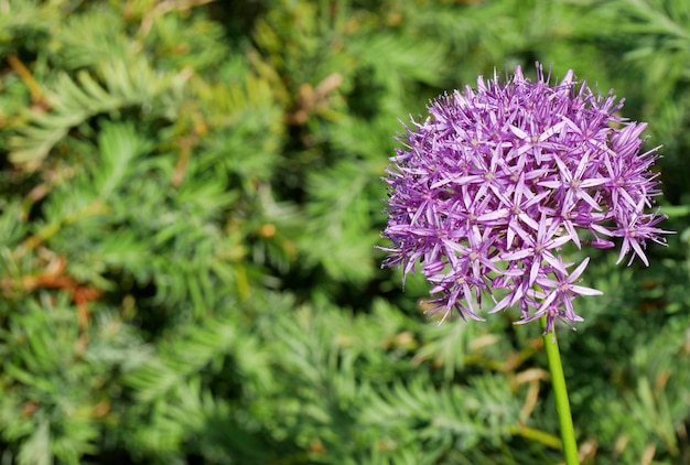 Fleur sur fond naturel flou