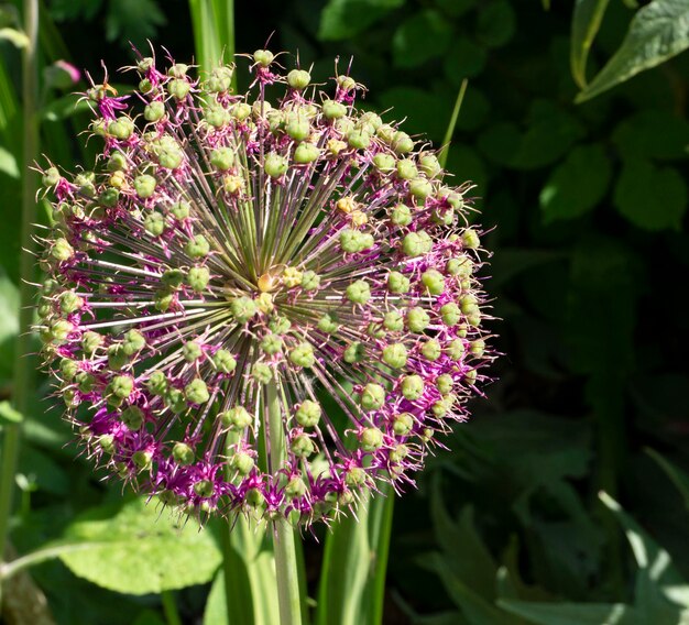 Photo fleur sur fond naturel flou