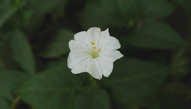 Fleur avec fond sombre