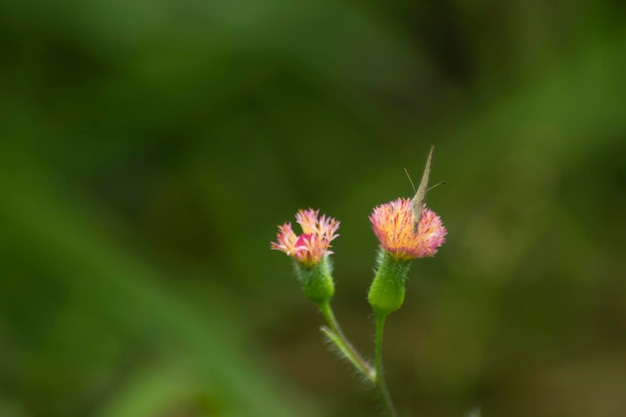 Une fleur à fond vert et une fleur rose à fond vert.