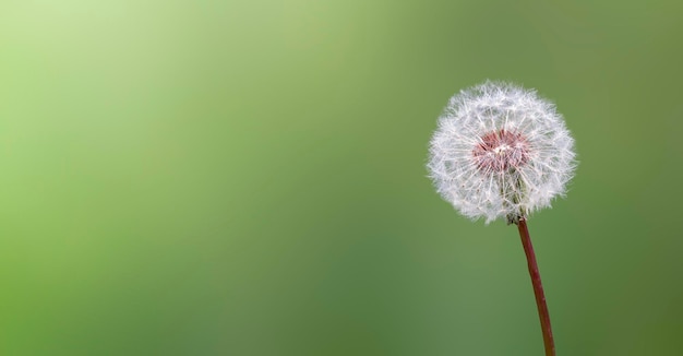 Fleur sur fond vert