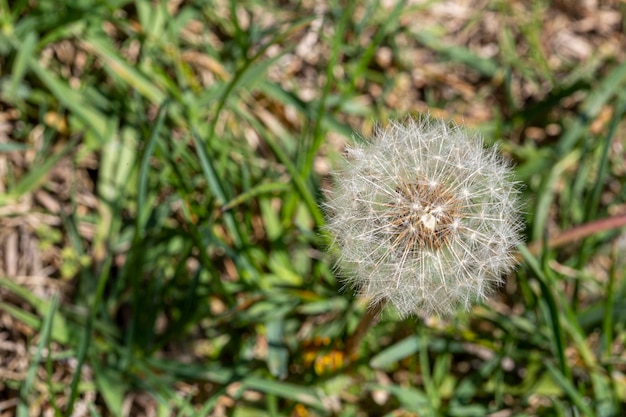 Fleur sur fond vert