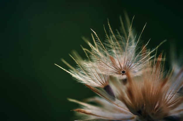 Une fleur sur fond vert