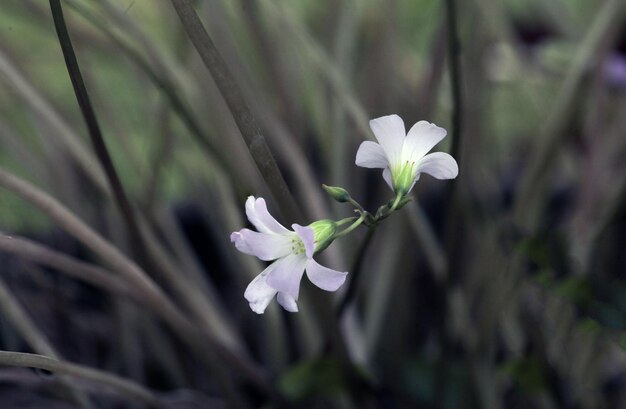 Fleur de fond