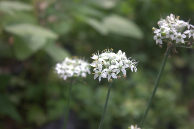 Fleur de fond