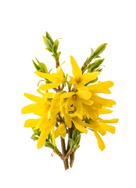 Fleur de forsythia floraison isolé fond blanc