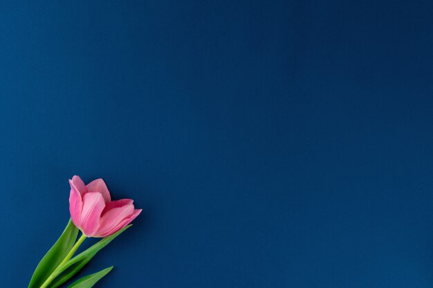 Photo fleur fraîche sur une surface bleue classique