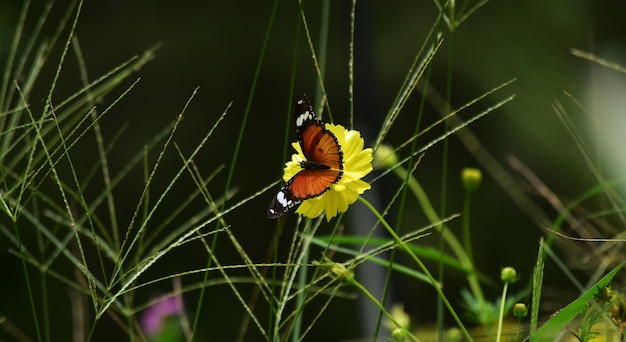 fleur fraîche