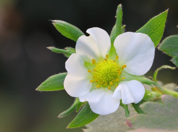 Fleur de fraise dans le jardin