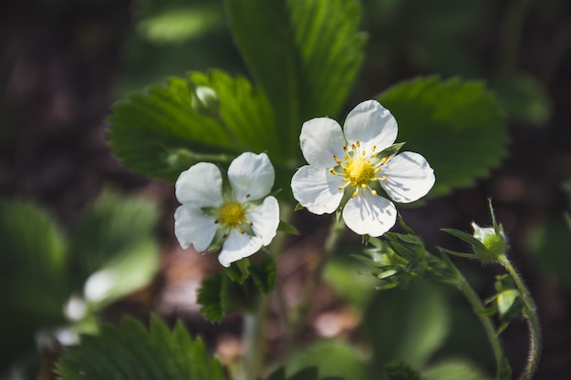 Fleur de fraise dans le jardin.