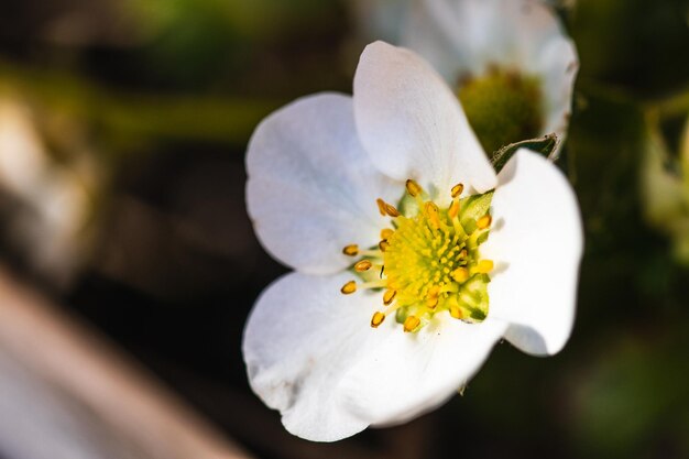 Fleur de fraise dans un pot de fleurs