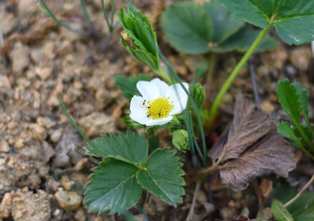 Fleur de fraise en fleur poussant au printemps