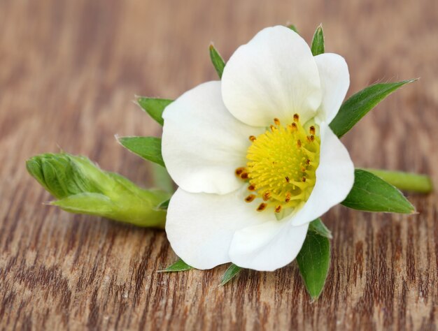 Fleur de fraise sur une surface en bois