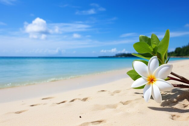 La fleur de Frangipani sur la côte exotique