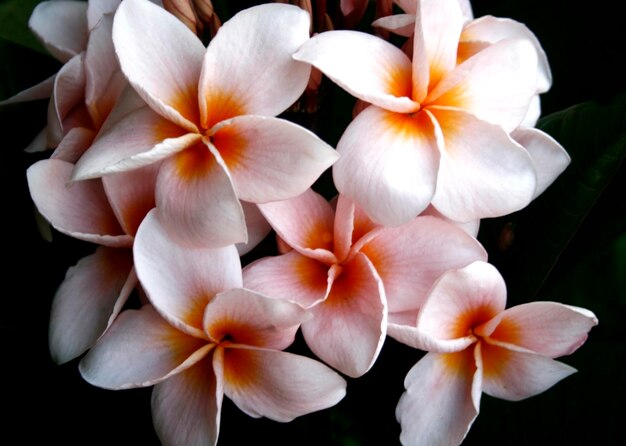 Photo fleur de frangipani ou fleur de leelawadee