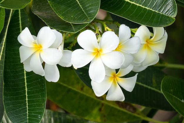 Fleur de frangipanier blanc Plumeria alba avec des feuilles vertes