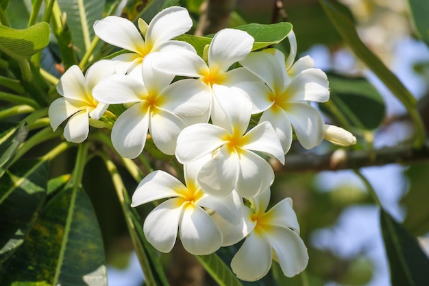 Fleur de frangipanier blanc Plumeria alba avec des feuilles vertes