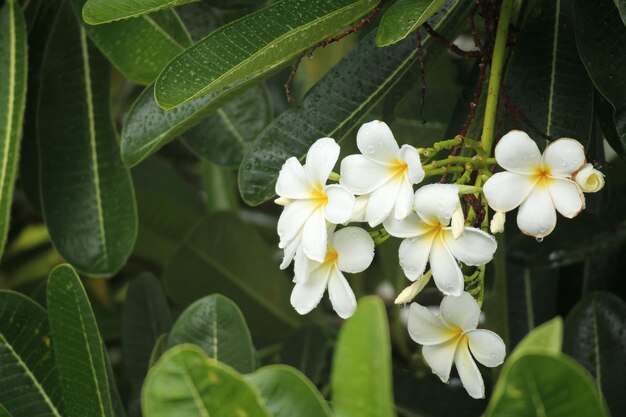 Fleur de frangipanier blanc Plumeria alba avec des feuilles vertes