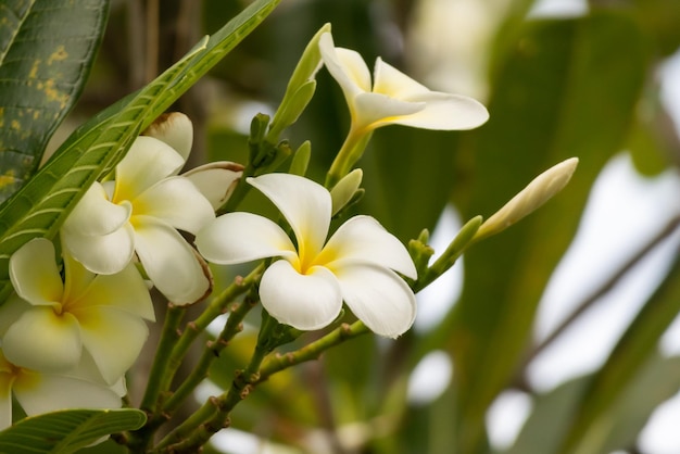 Fleur de frangipanier blanc Plumeria alba avec des feuilles vertes