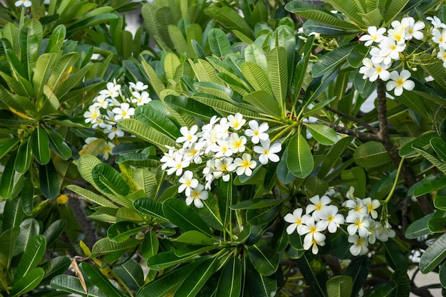 Fleur de frangipanier blanc Plumeria alba avec des feuilles vertes