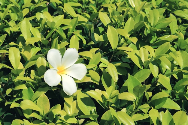 Fleur de frangipanier blanc pur tombé sur un arbuste vert vibrant à la lumière du soleil