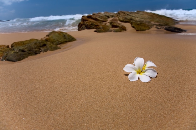 Photo fleur de frangipanier blanc sur le sable