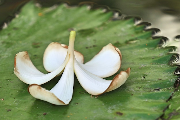 Fleur de frangipanier blanc