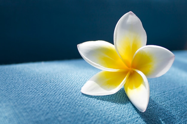 Fleur de frangipanier sur un bleu