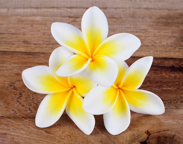 Fleur de frangipanier sur un bois