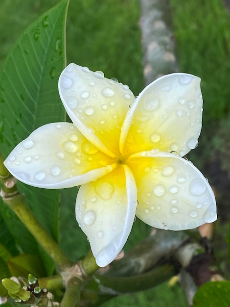 Photo fleur de frangipanier dans le jardin