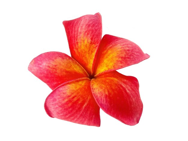 Photo fleur de frangipanier ou plumeria isolé sur fond blanc belles fleurs tropicales