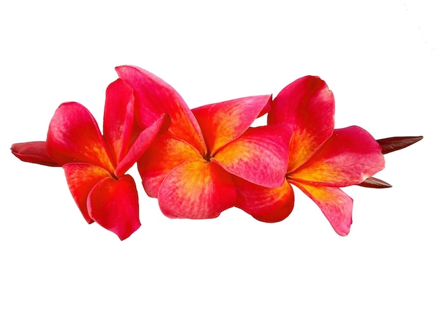 Fleur de frangipanier ou Plumeria isolé sur fond blanc Belles fleurs tropicales