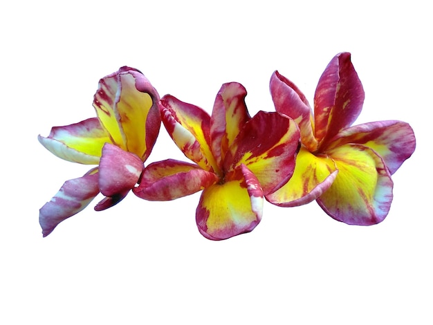 Fleur de frangipanier ou Plumeria isolé sur fond blanc Belles fleurs tropicales