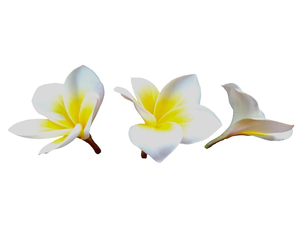 Fleur de frangipanier ou Plumeria isolé sur fond blanc Belles fleurs tropicales