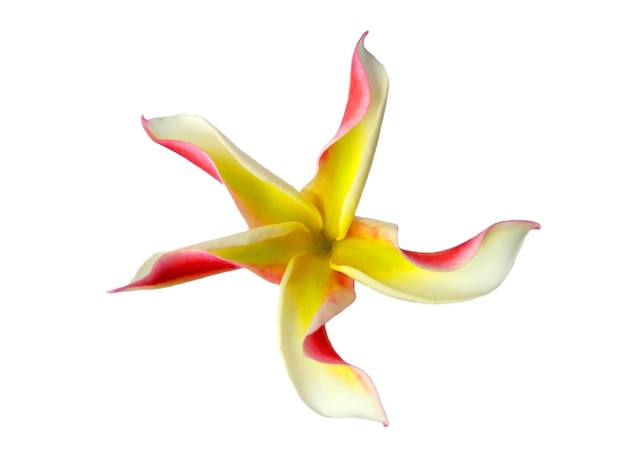 Fleur de frangipanier ou Plumeria isolé sur fond blanc Belles fleurs tropicales