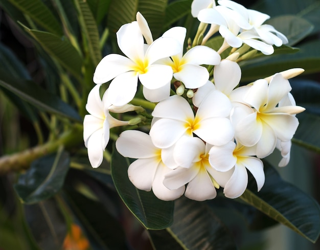 Fleur de frangipanier Tropical Spa. Plumeria fleur sur plante