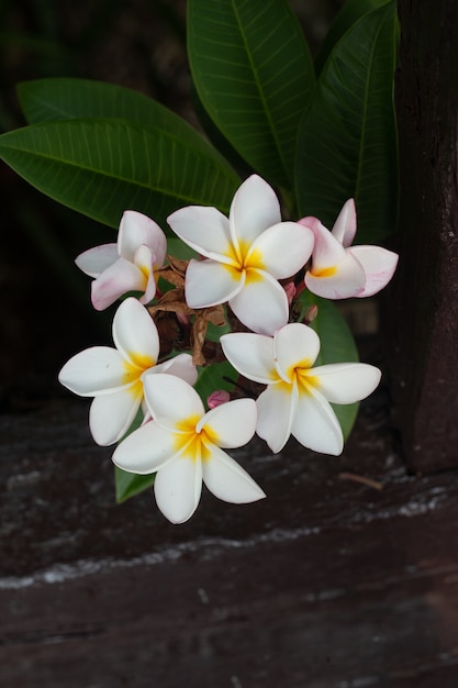 Photo fleur de frangipanier tropical spa. plumeria fleur sur plante.