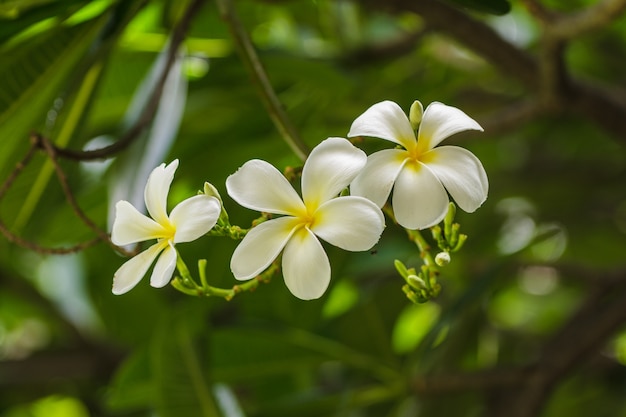 Fleur de frangipanier