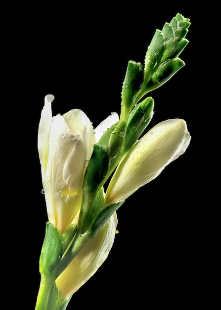 Fleur de frézie blanche sur fond noir