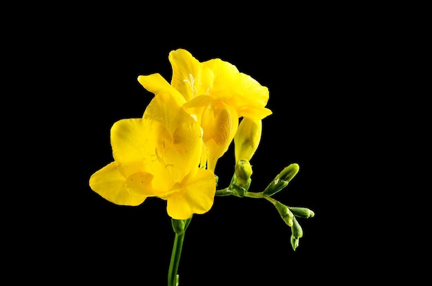 Photo fleur de frézie jaune sur un fond noir