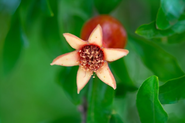 Fleur de fruit de grenade dans le jardin