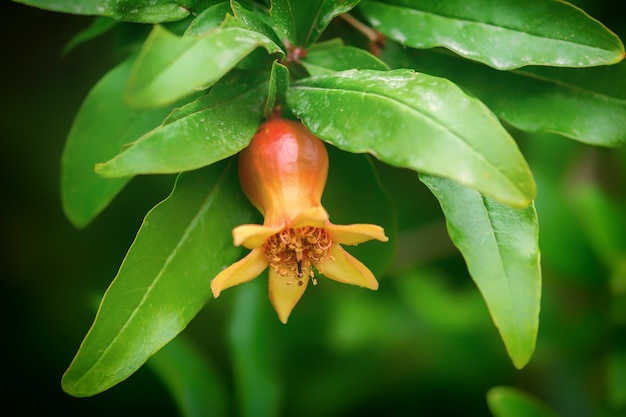 Fleur de fruit de grenade dans le jardin