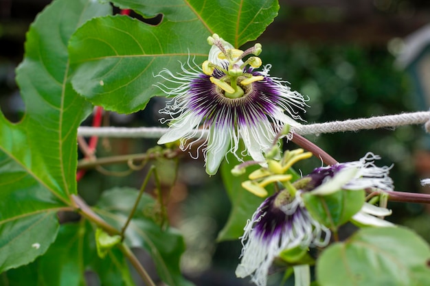 Fleur de fruit de la passion