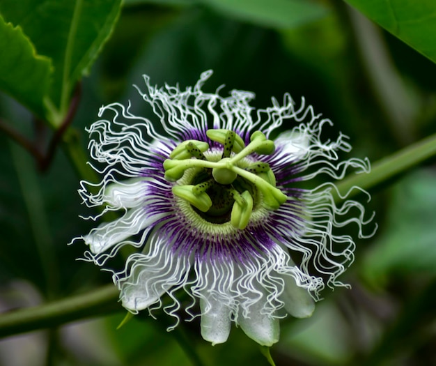 fleur fruit de la passion