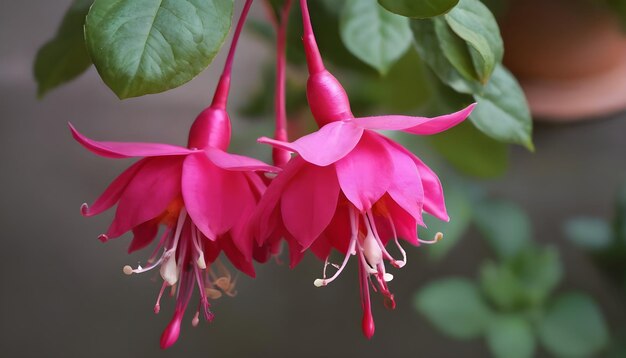 Fleur de fuchsia en pot