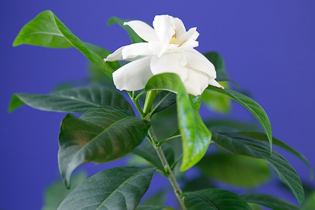 Fleur de gardénia blanc sur fond bleu