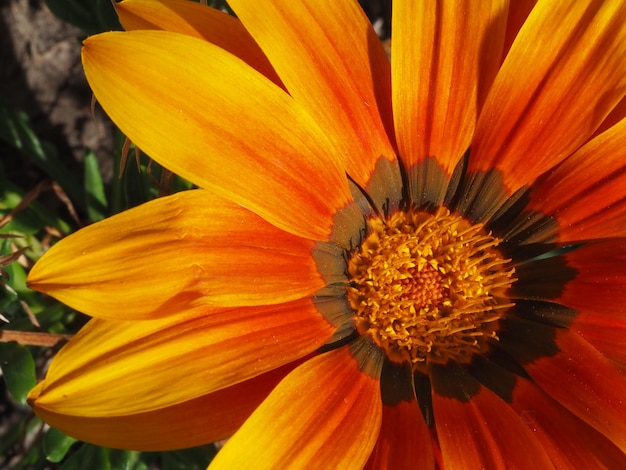 fleur de gazania