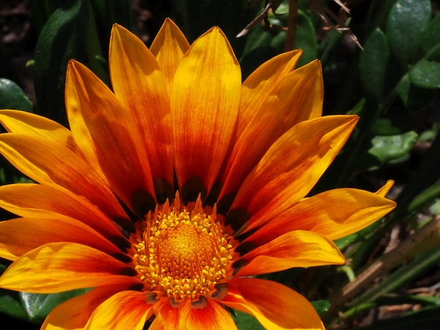 fleur de gazania