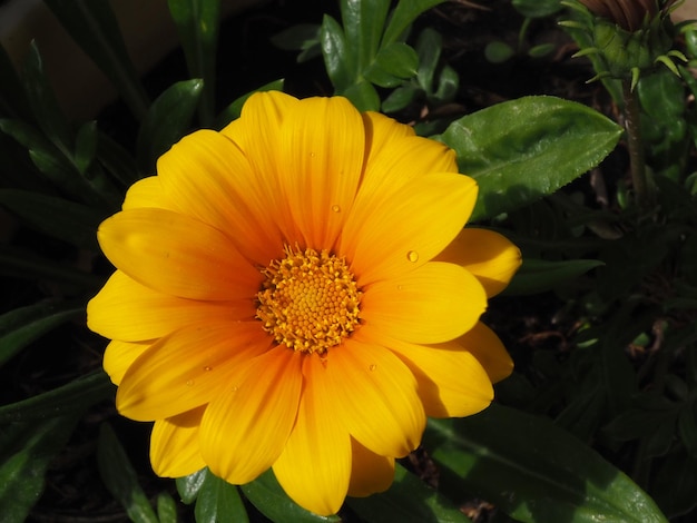 fleur de gazania