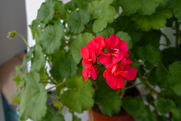 Fleur de géranium dans la fenêtre d'une maison d'intérêt pour les fleurs femmes cultivant des fleurs à la maison